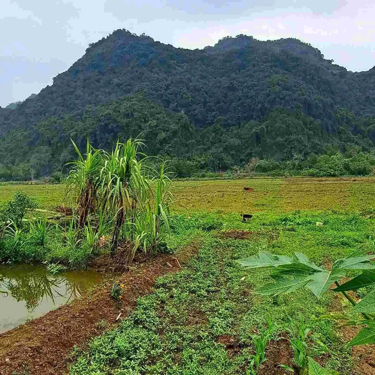 Peaceful countrysie of Viet Hai Village