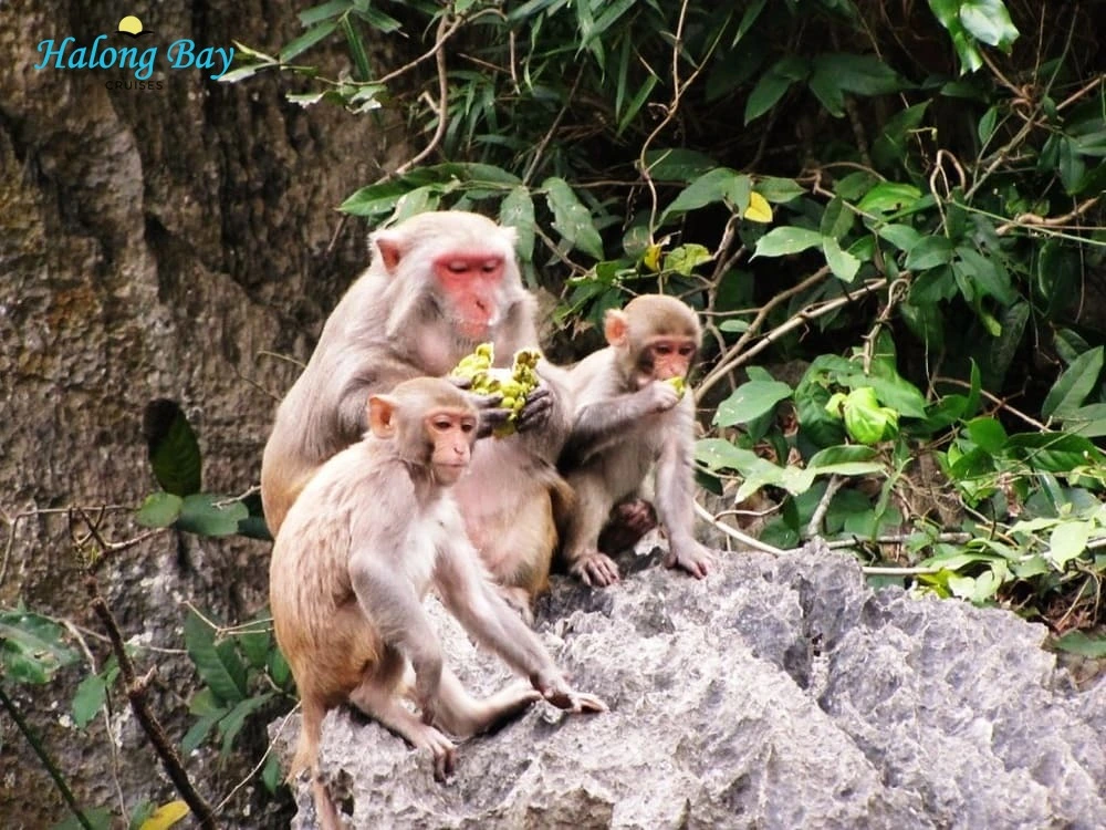 Monkeys in Ti Top Island, Halong Bay