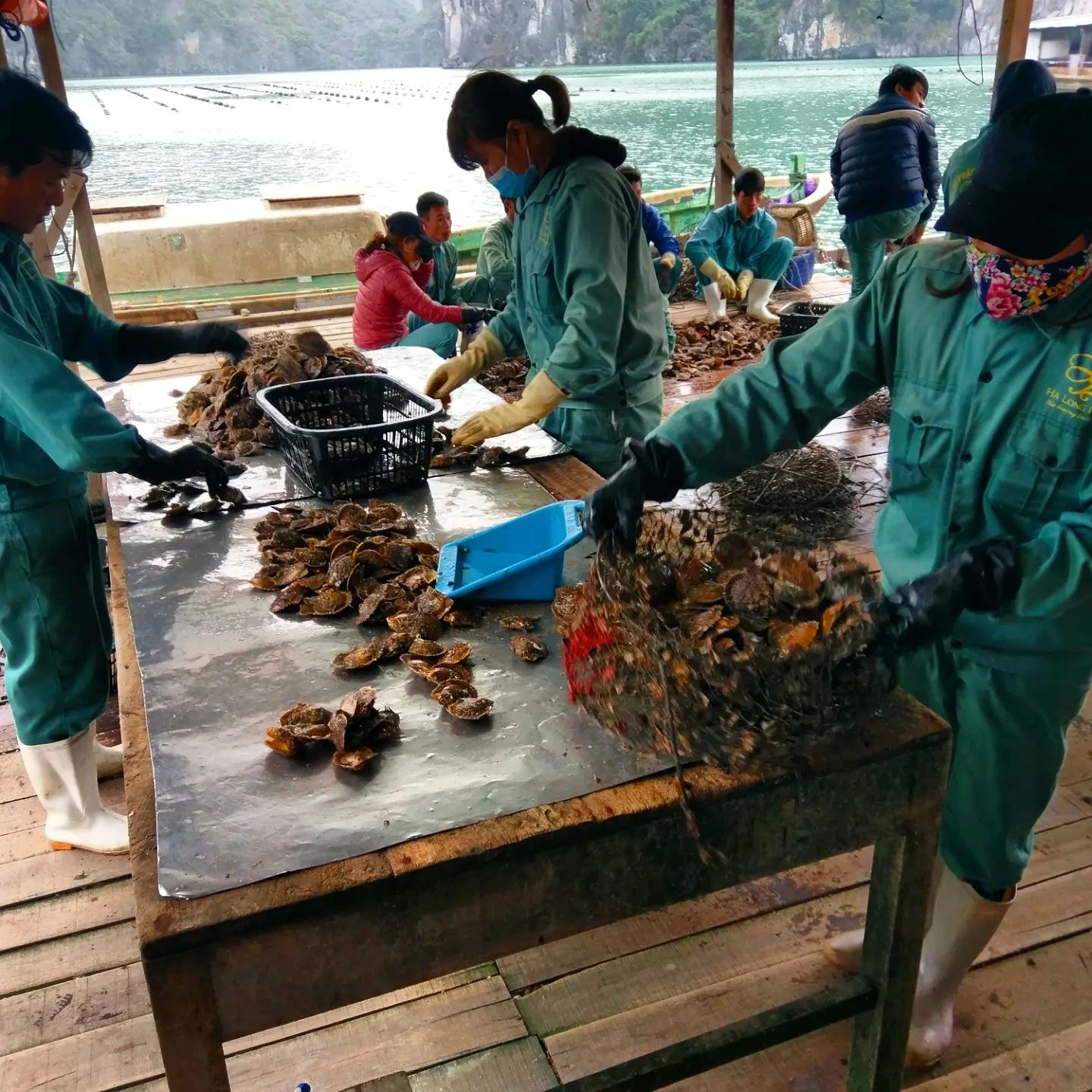 Worker harvesting mussels in Tung Sau Pearl Farm