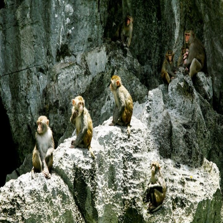 Golden Monkey of Luon Cave