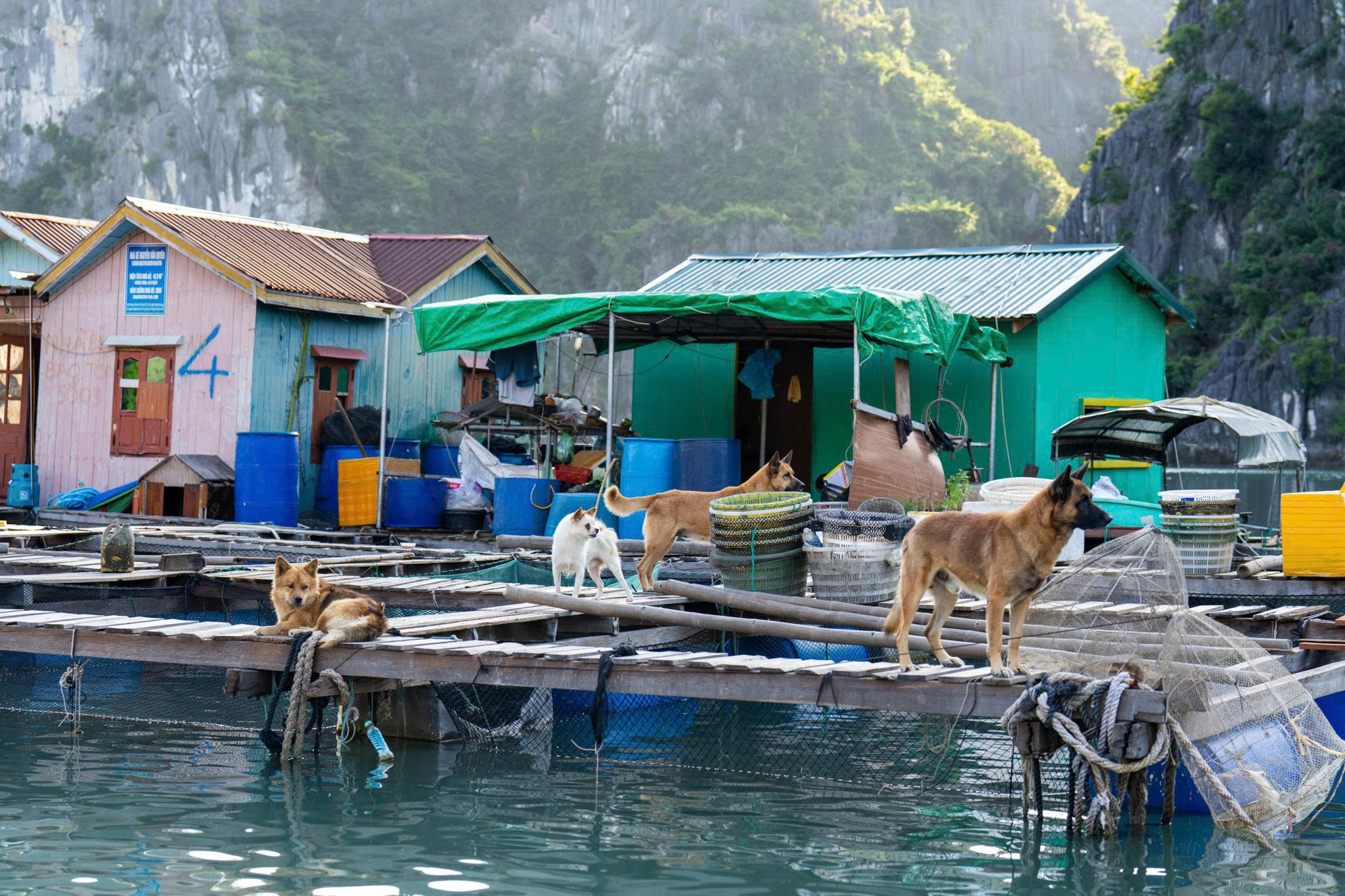 Dogs in Vung Vieng Village