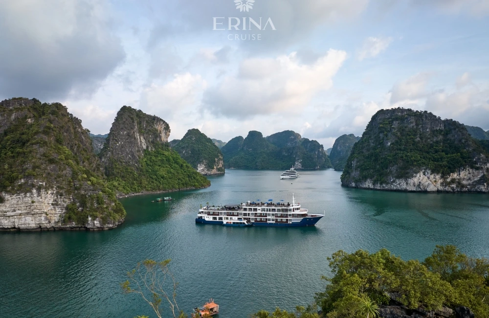 Erina Cruise