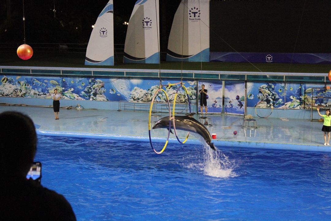 Dolphin performance in Tuan Chau