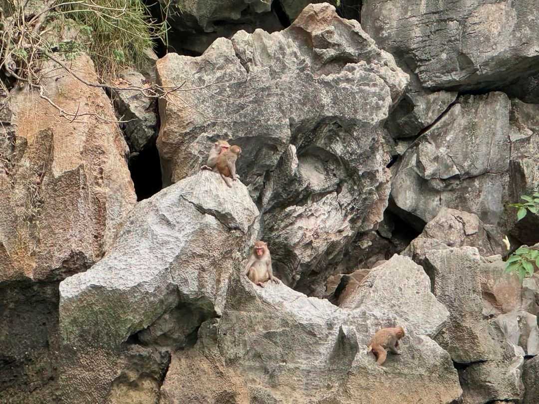 monkeys in Luon Cave